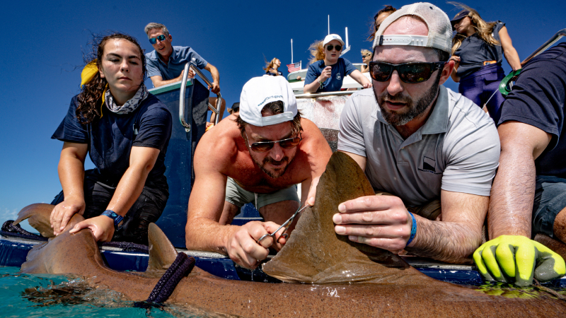 Beneath the Waves team tagging a shark