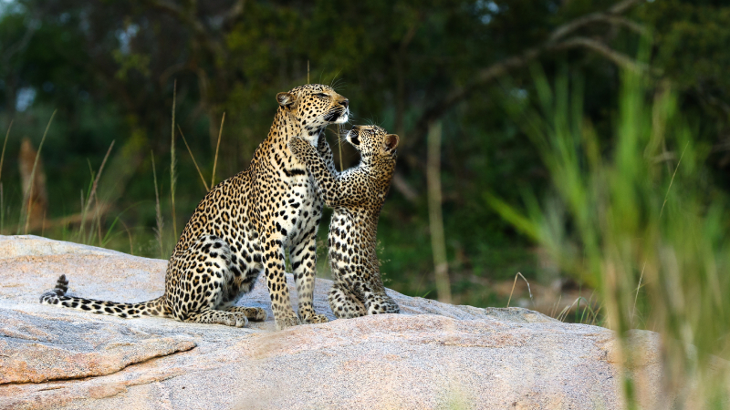 Leopards sighting at Sabi Sands, South Africa