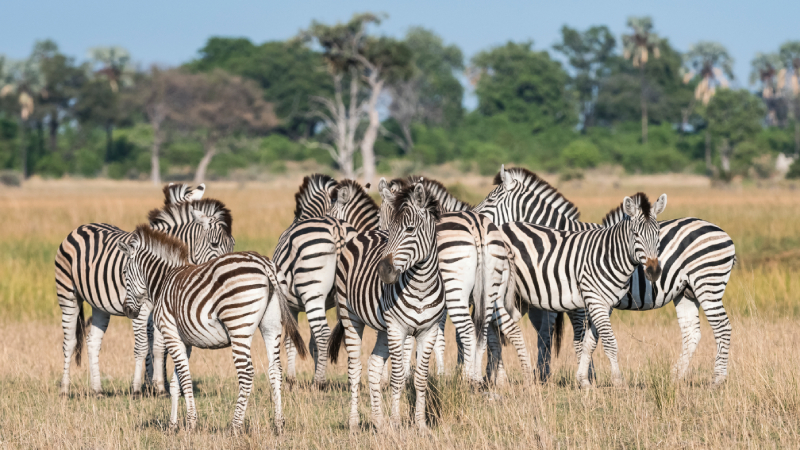 A dazzle of zebras at Xigera Safari Lodge